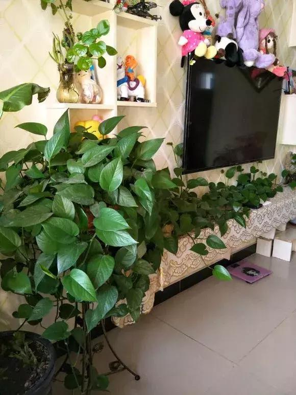 绿萝烂根怎么养才能更旺盛,绿萝怎样养才能养得更旺盛