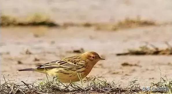 看图识鸟图片及答案,看图识鸟软件哪个好用