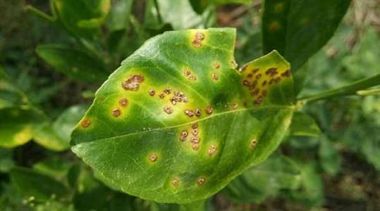 桔子树上的红蜘蛛虫害怎么办,桔子树怎么预防虫害