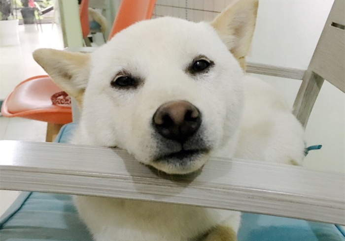 柴犬被主人抛弃了特别抑郁怎么办,柴犬被找到只剩半只后续