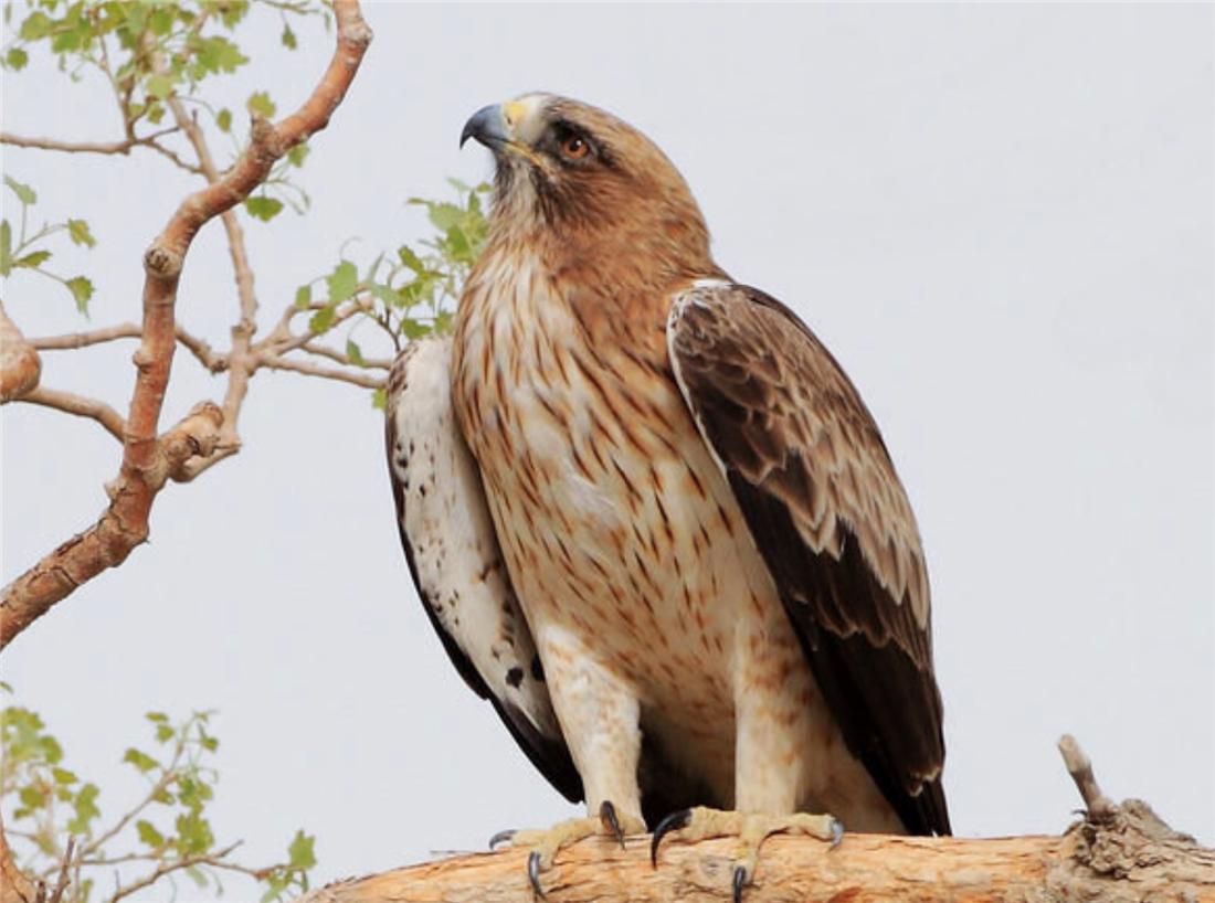 母雕雪中孵蛋,人工哺育角雕幼鸟