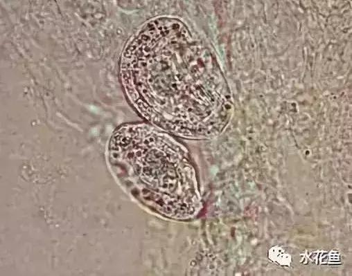 暴发“鱼瘟”救治时不可忽视寄生虫的危害---低温时节鱼类斜管虫病的症状及防治