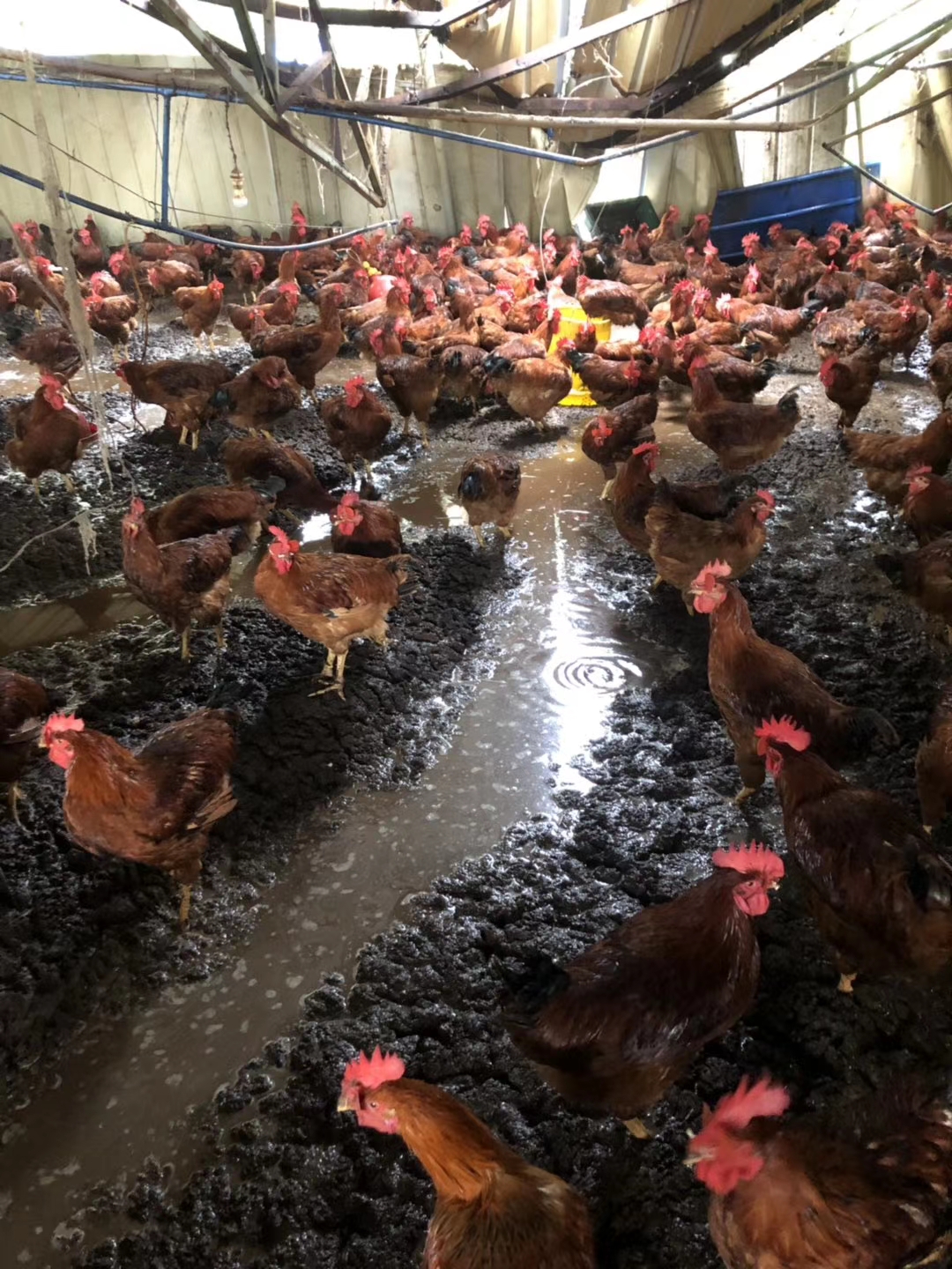 鸡舍被淹的视频,养鸡场积水10厘米