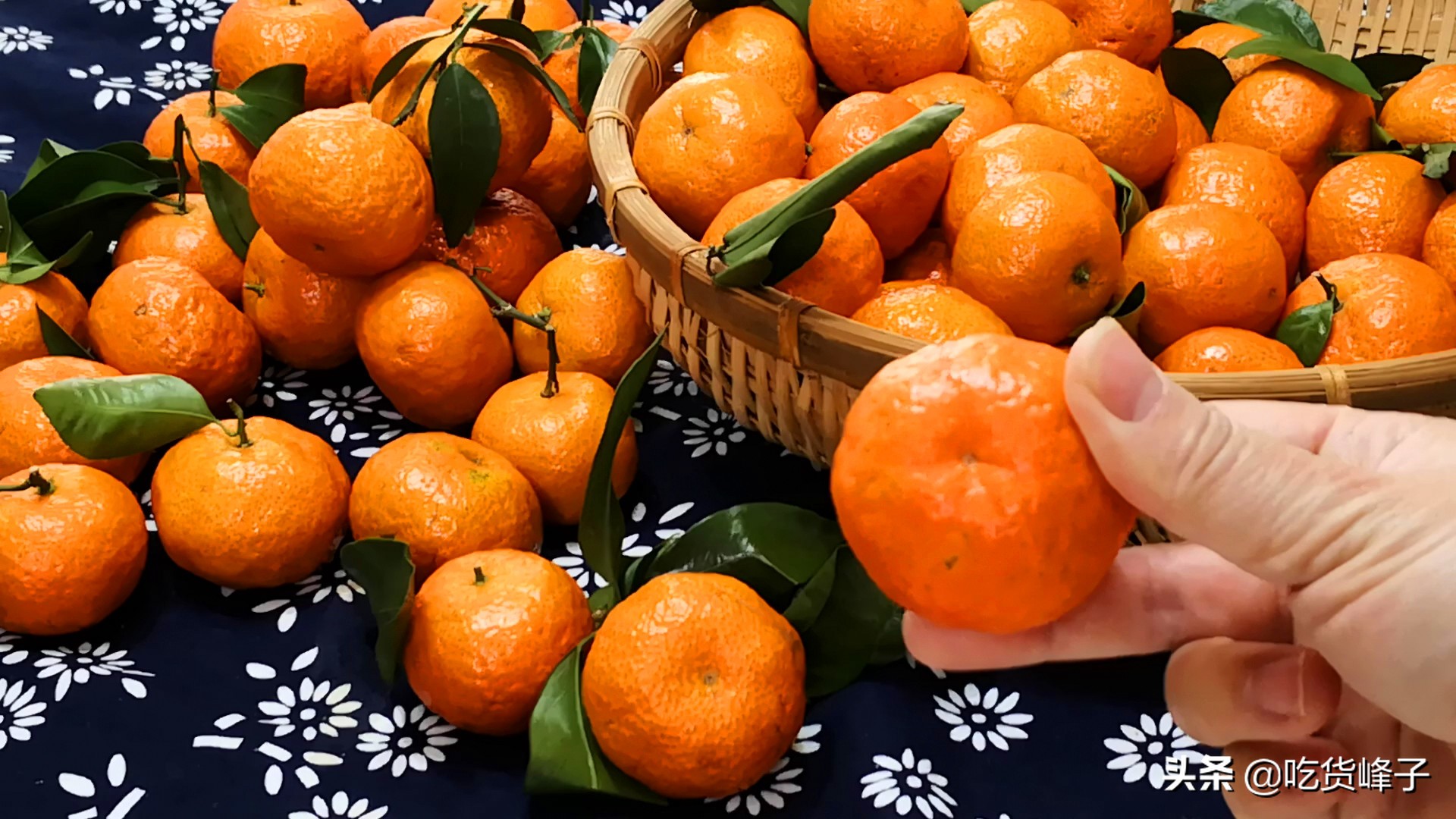 砂糖橘哪个季节好吃,过年少不了的砂糖橘