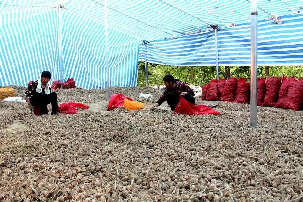 大蒜最好的新品种种子,大蒜种子大全100款