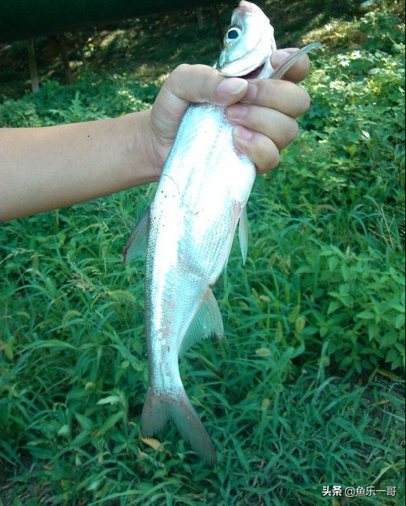 钓鱼一哥全部作品,河道钓翘嘴的正确方法与技巧