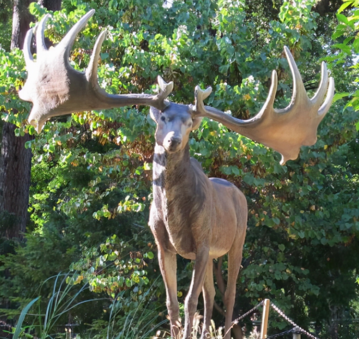 鹿角会自然脱落为什么还要割鹿角,你知道为啥只割鹿茸不捡鹿角