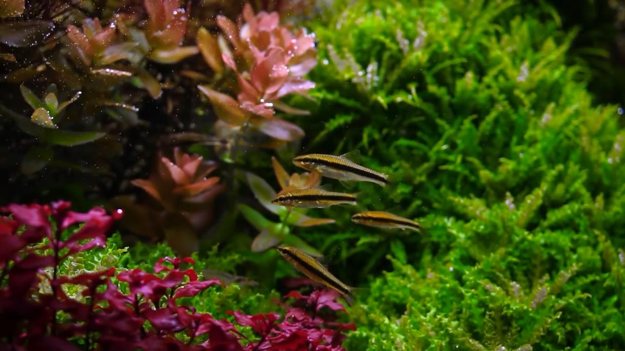 新开水草缸水浑发臭怎么办,新开草缸水草老是飘起来