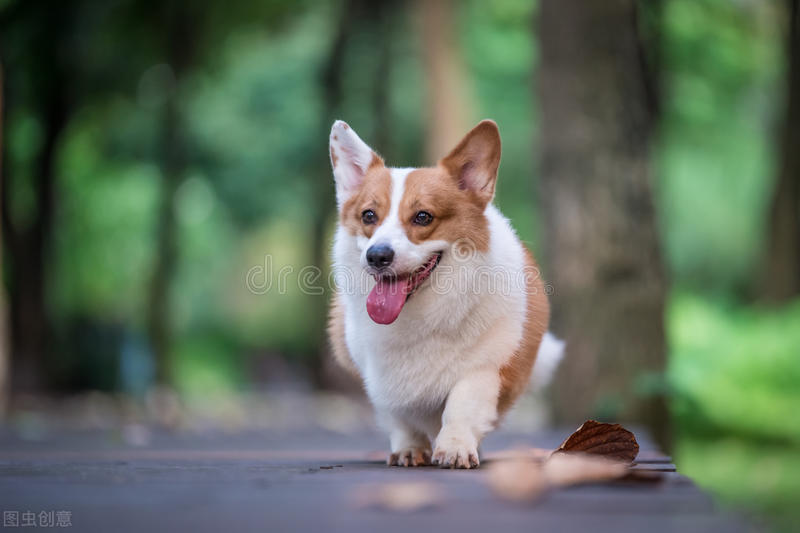 柯基犬的优点缺点有哪些,伊丽莎白女王的柯基犬怎么样了