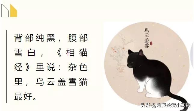 盖雪:信女愿一生荤素搭配,祈望这只拆家啊不,旺家猫找到新家