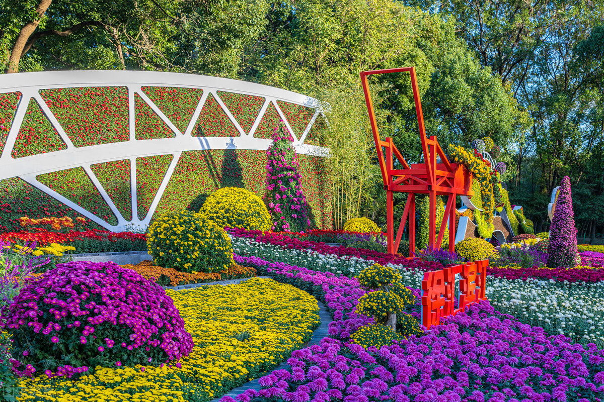 重阳节赏菊正当时，推荐国内这9个地方的赏菊好去处，沉浸式赏花