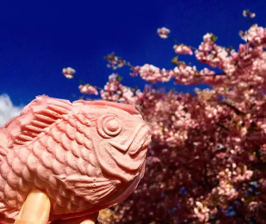 日本樱花伞价格,日本樱花限定多少钱