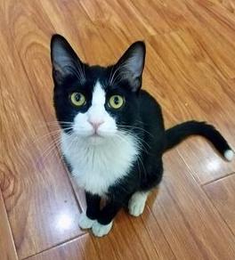 古代各种猫咪的名字只能有两个字,古代的猫的名字到底有多霸气