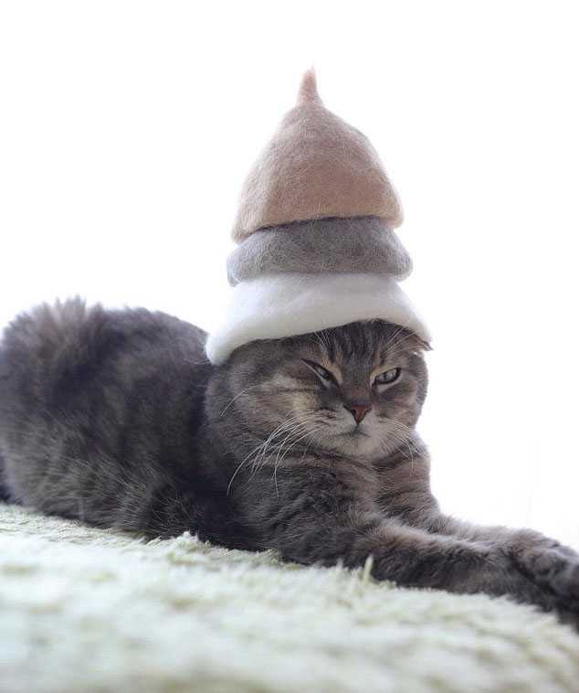 猫咪掉下来的毛怎么清理,猫咪掉落的毛