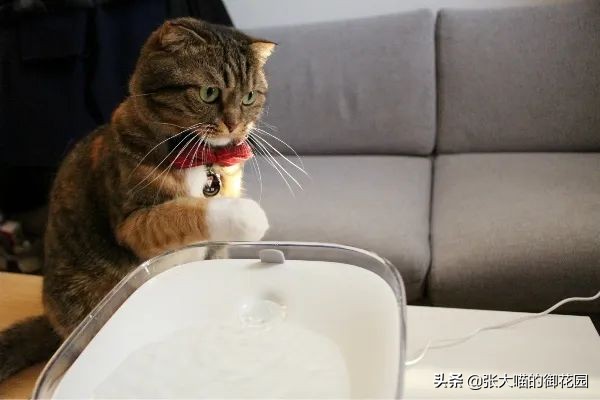 宠物饮水机漏电又爆炸？怎样才能选到安全放心的宠物饮水机？