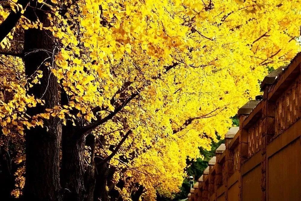 去北京不可错过的地方,不去热门景点游北京