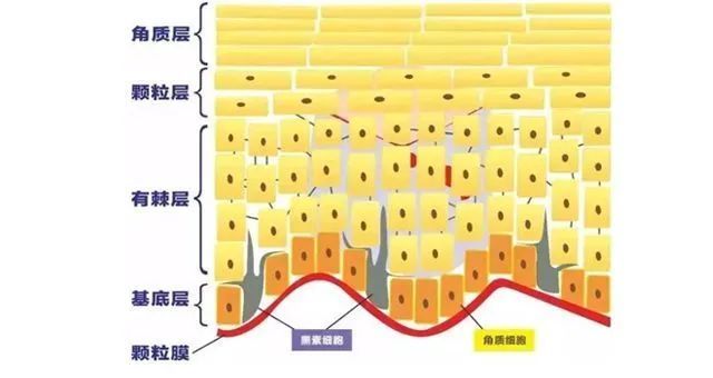 角质层比较薄的皮肤怎么保养,皮肤角质层薄大红脸用什么产品