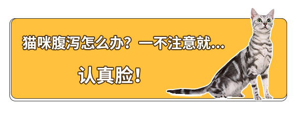 猫咪腹泻拉稀吃什么食物好,猫咪拉肚子要怎么喂益生菌