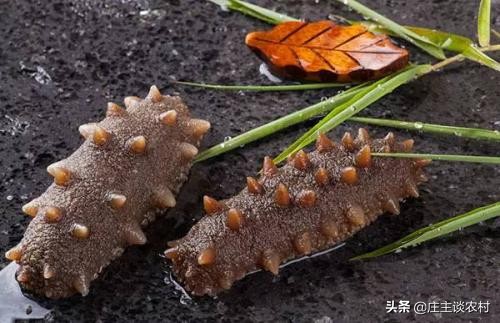 世界上最贵的三种食材,全球公认最贵顶级食材及价格