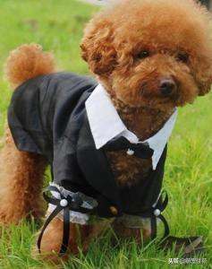 泰迪（犬类品种）”一般是指“贵宾犬（犬类品种）