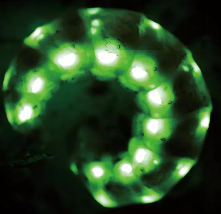 5cm长的萤火虫,通体发光的萤火虫