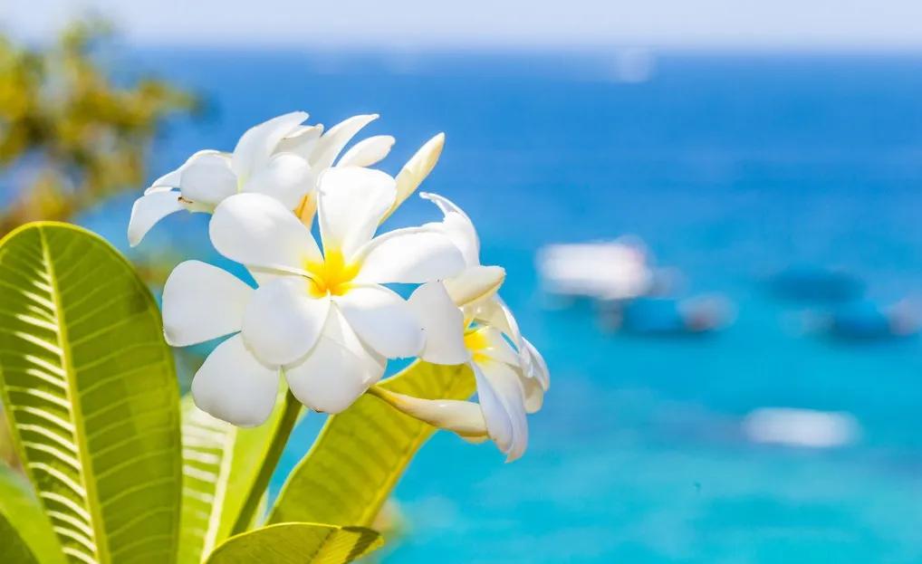 夏季养生防暑常识,夏日感冒小妙招