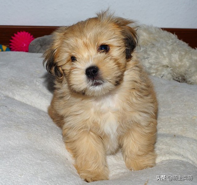 泰迪犬粘人,泰迪犬有这些症状说明被人宠爱着