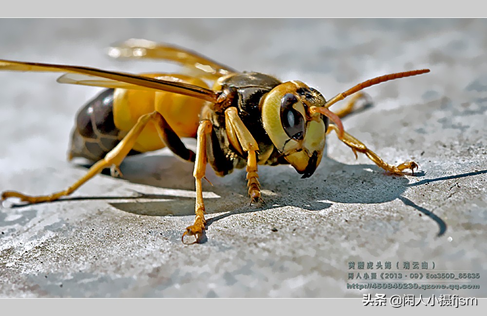 摄影图文：“秋天莫惹胡蜂”,几种常见的胡蜂