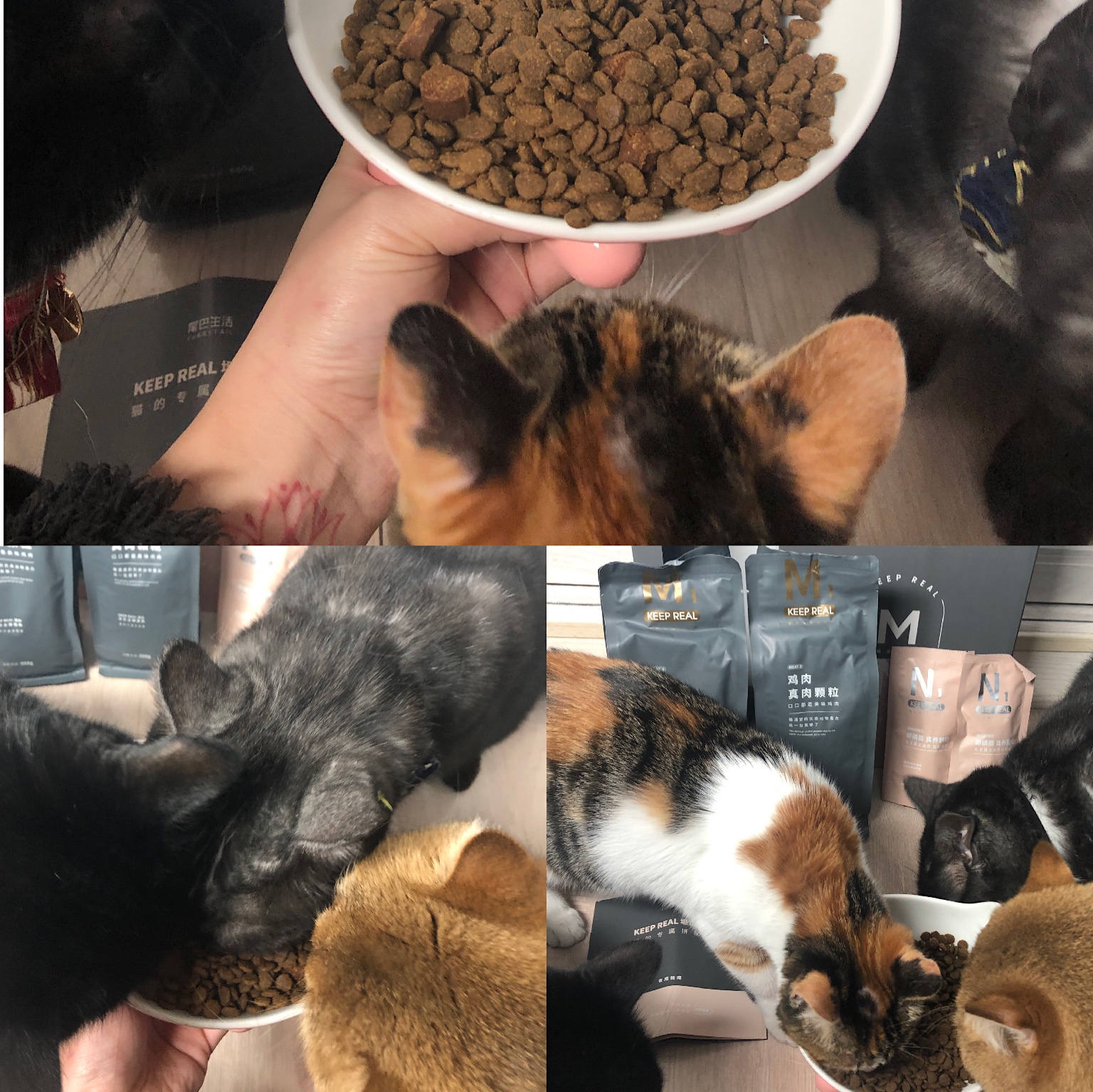 「喵呜联萌」尾巴君们的幸福生活—坦白猫粮+小澄智能饮水机评测