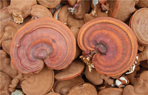 神农本草经如何给灵芝定性的,灵芝在神农本草经中叫什么