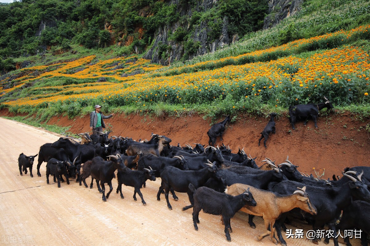 2023年养羊前景如何什么品种好,养羊前景