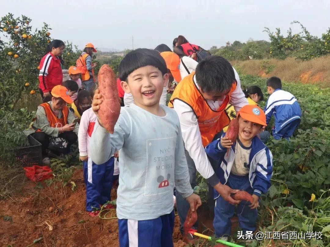 向日葵花开满园，颗颗童心向太阳·江西省西山学校幼儿园