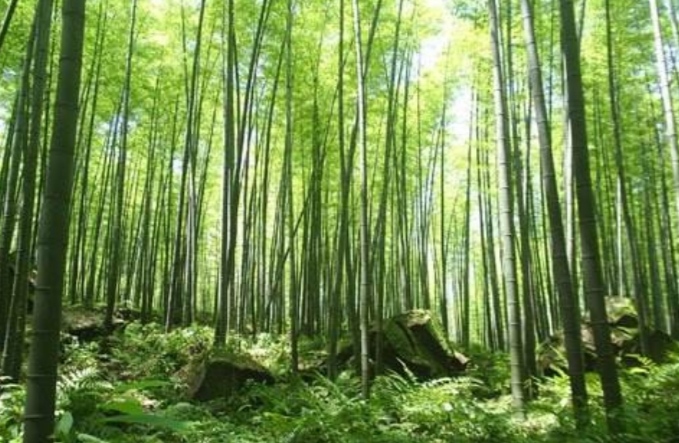 重庆市永川区茶山竹海派出所,重庆市永川区茶山竹海的海拔