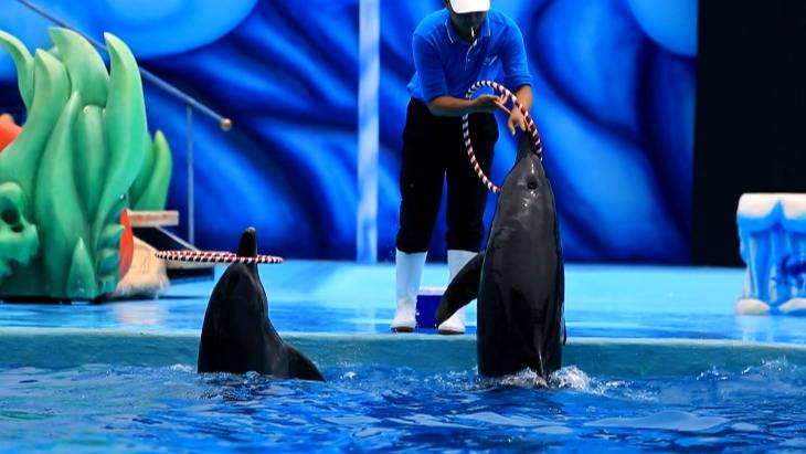 小梅沙海洋公园海底世界开放了吗,小梅沙海洋公园海底世界