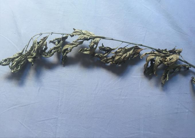 孩子容易被蚊子咬怎样防蚊有效,宝宝总被蚊子叮怎么预防