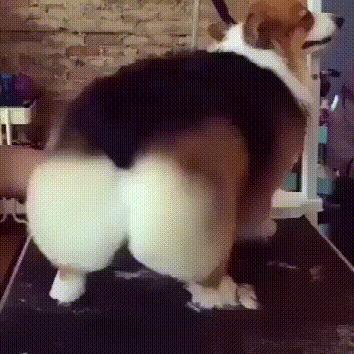 小短腿柯基有点可爱,柯基小短腿好可爱