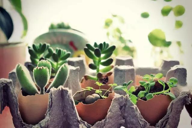 家里花瓶插花放点什么,创意养花花瓶