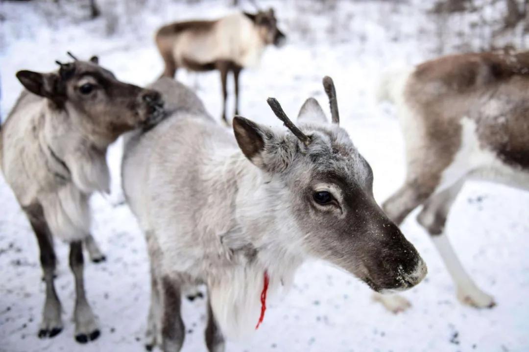 当芬兰童话遇见北欧森林：零下40℃的中国“北极”，美炸了