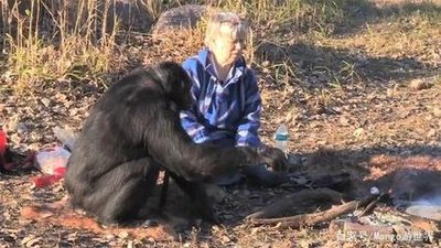 为什么说大猩猩是最安静的动物,高智商的猩猩究竟有多厉害