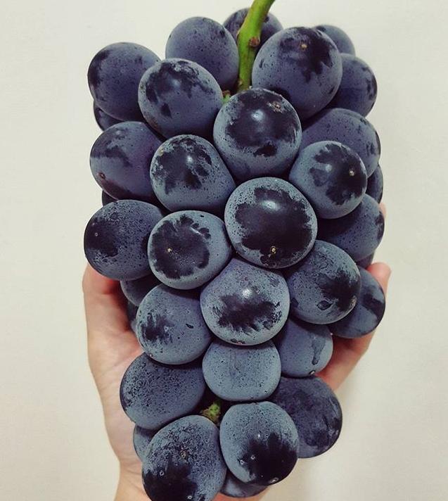 日本四季水果有哪些,日本新鲜应季水果