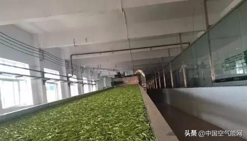 黄花菜采摘后怎么处理烘干,下雨天黄花菜蒸熟了怎样烘干