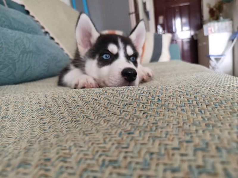 哈士奇辟谣,哈士奇不听话铲屎官拿出一样兵器