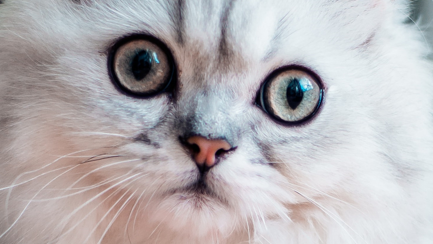 猫咪眼部的各种疾病,猫咪眼部感染该怎么处理呢