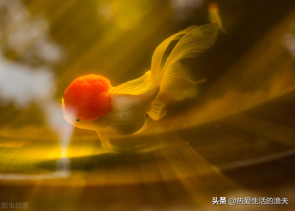 金鱼体表出血粘液过多不进食,金鱼出血最快治疗方法