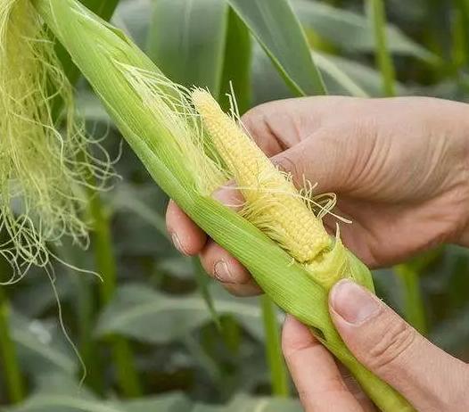 玉米笋怎么做法才好吃,玉米笋儿怎么做好吃