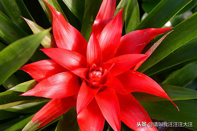 鸿运当头植物栽培,鸿运当头植物果实是什么