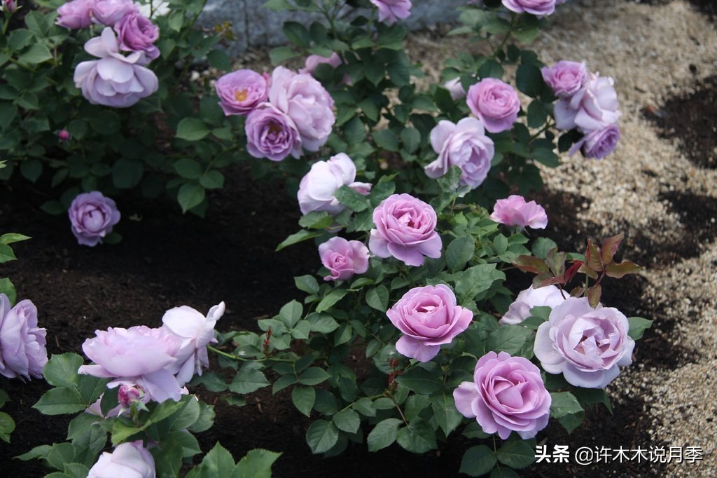 区分爬藤月季和普通月季的方法,微月阳台月季灌木品种有哪些