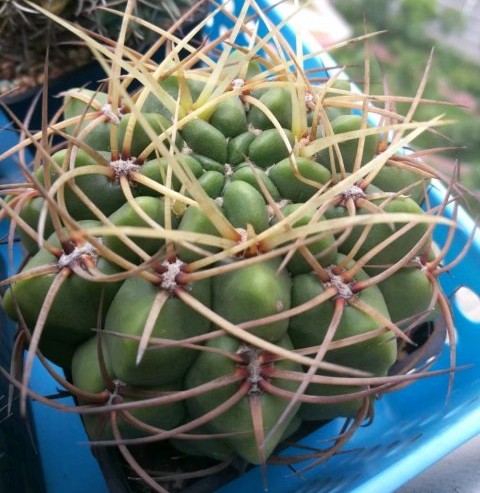 101仙人球,101个仙人球品种