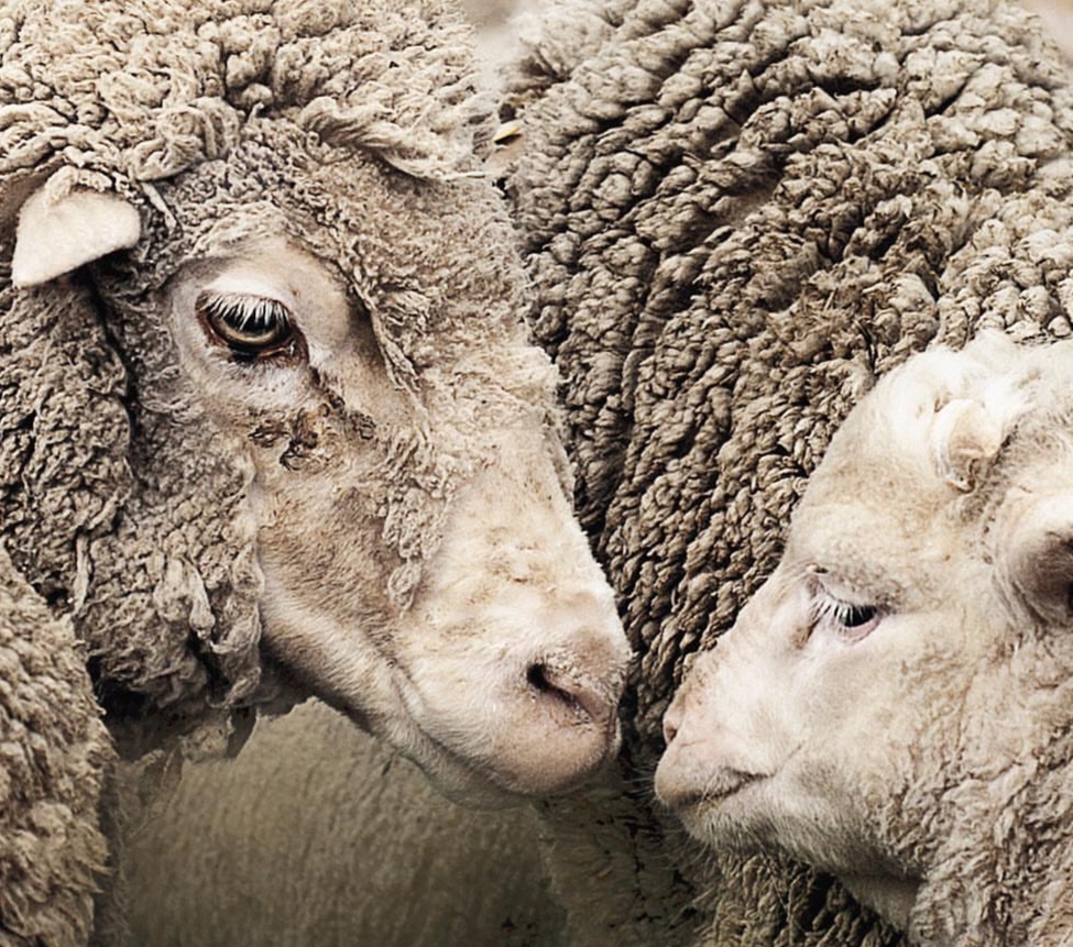 什么样的价格才能买到真的羊绒衫,几百块羊绒和几十块羊绒衫的区别