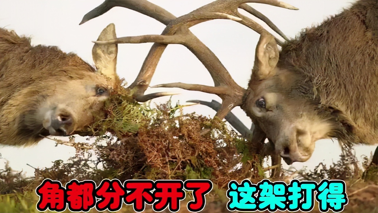 鹿角自然脱落是鹿茸吗,鹿角会自然脱落为什么还要割鹿角